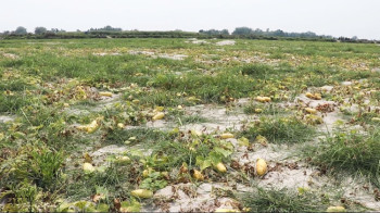 बाढीका कारण सुनसरीमा तरकारी खेतीमा क्षति