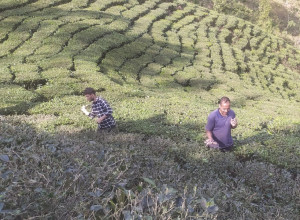 चिया टिपाइ बन्द, बोट स्याहार्दै किसान