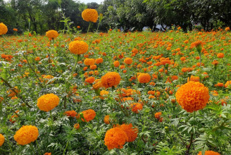 १९ रोपनीमा सयपत्री फूल