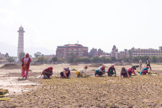 टुँडिखेल हरियाली बनाउन दुबो रोप्न थालियो (तस्बिरहरु)