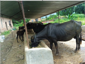 पशुपक्षीमा जथाभावी ‘एन्टिबायोटिक’ प्रयोग नगर्न आग्रह