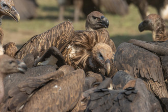 कावासाेतीमा गिद्ध रेस्टुरेन्ट (तस्बिरहरु)