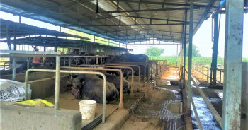 बाँकेका किसान व्यावसायिक पशुपालनमा आकर्षित