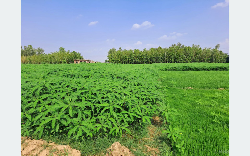 कम्पोष्ट मलका लागि ढैंचाखेती