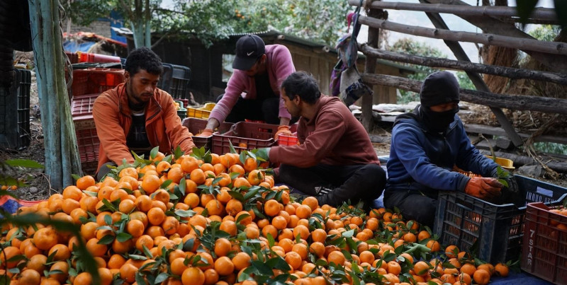 बढी मूल्य पाउन माघ लागेपछि सुन्तला टिप्दै दोसल्लेका किसान