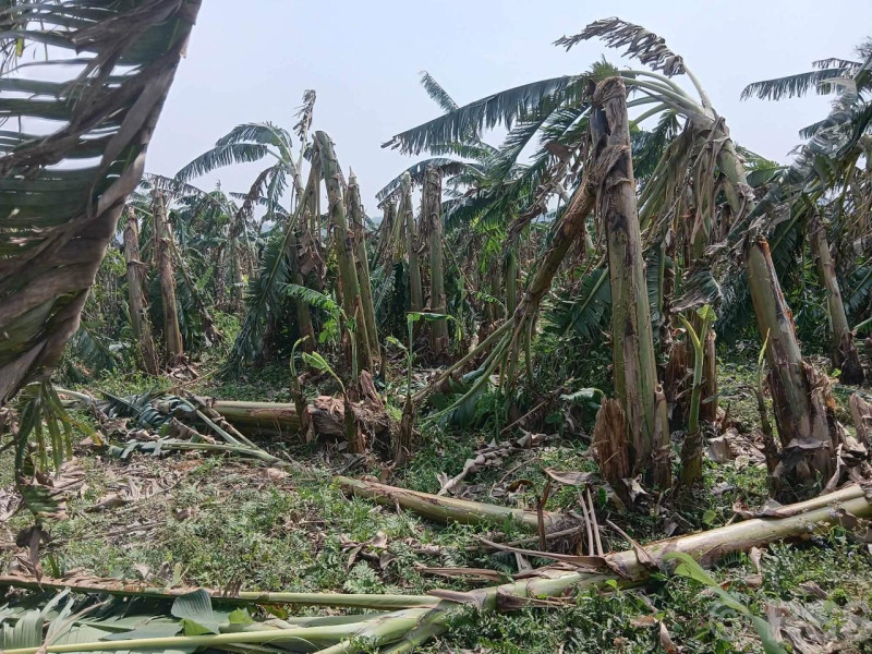 हुरीले व्यावसायिक केरा खेतीमा क्षति