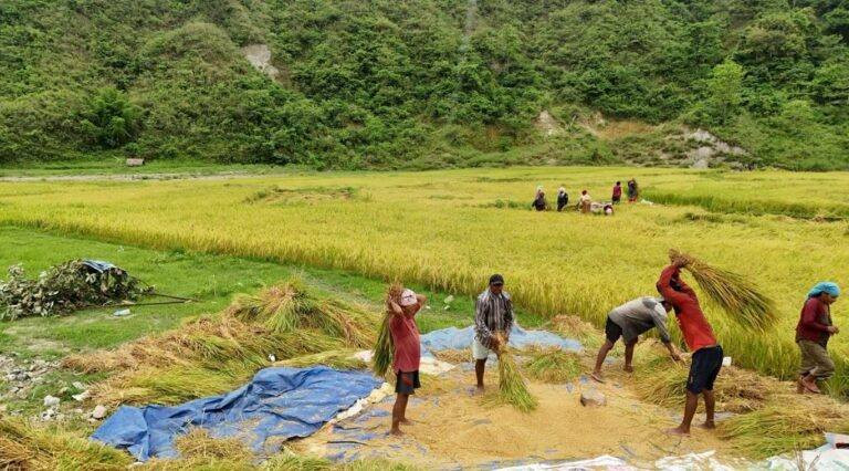 तनहुँका किसानलाई चैते धान थन्क्याउने चटारो
