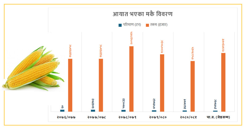 मकै उत्पादनको मिथ्या तथ्यांकले सिर्जित भ्रम, अनुमानका भरमा ‘डेटा इन्ट्री’ गर्दा हिसाब गडबढ 