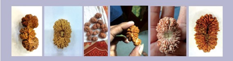 रुद्राक्ष मालाः खादाको उपयुक्त विकल्प