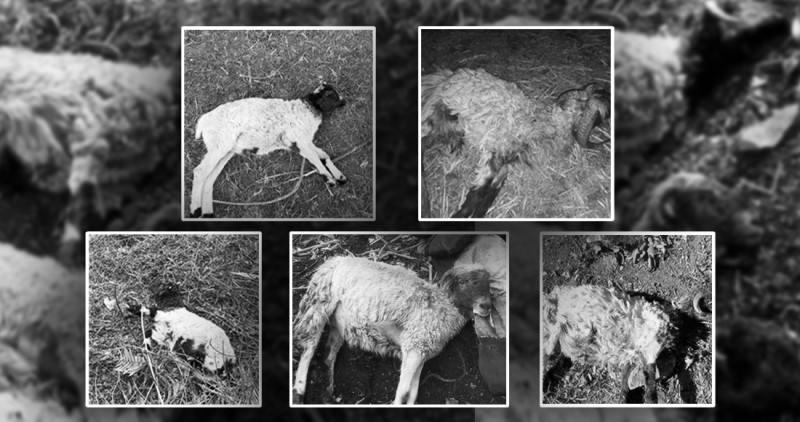 अछाममा अज्ञात रोगले भेँडा मर्न थालेपछि किसान चिन्तित