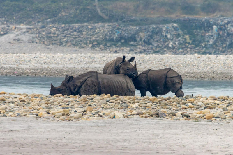 नारायणी किनारमा एकसिंगे दुर्लभ गैंडाको प्रकृति प्रजनन दृश्य (तस्बिरहरु)