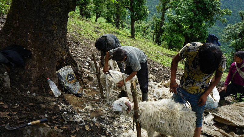 खेर जाँदै भेडाको ऊन, बिक्री नहुँदा जंगलमै फाल्नुपर्ने बाध्यतामा किसान 
