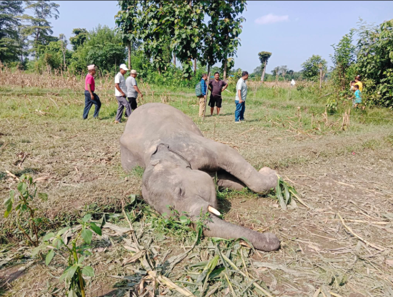 सुनसरीको बराहक्षेत्रमा जंगली हात्ती मृत फेला