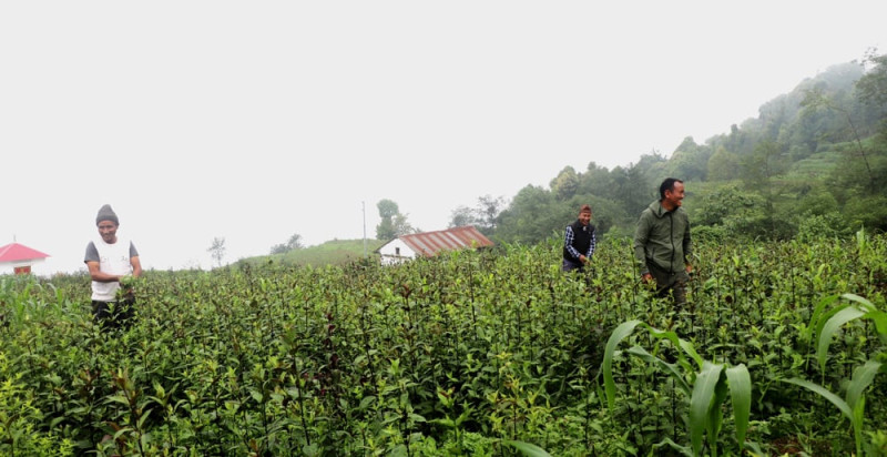 तीनतलेका किसानकाे व्यवसायिक चिराइतोखेती, एकपटकमै १२ लाख आम्दानी