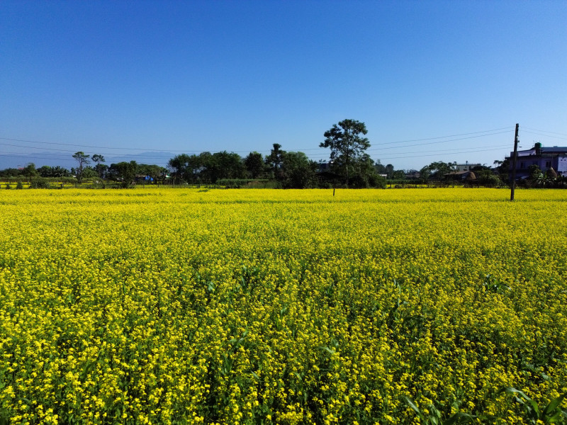 तोरीले पहेँलपुर चितवन (तस्बिरहरु)