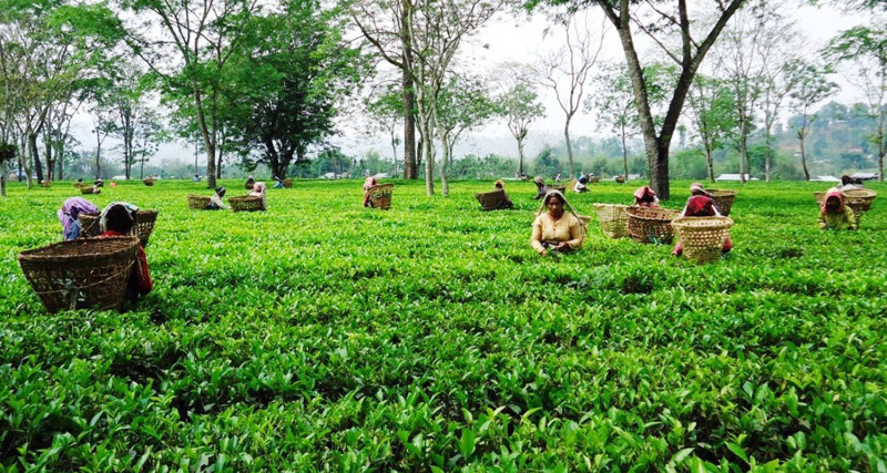 पूर्वी नाका काँकडभिट्टा नाकाबाट १५ अर्बको चिया, अलैंची र अदुवा निर्यात