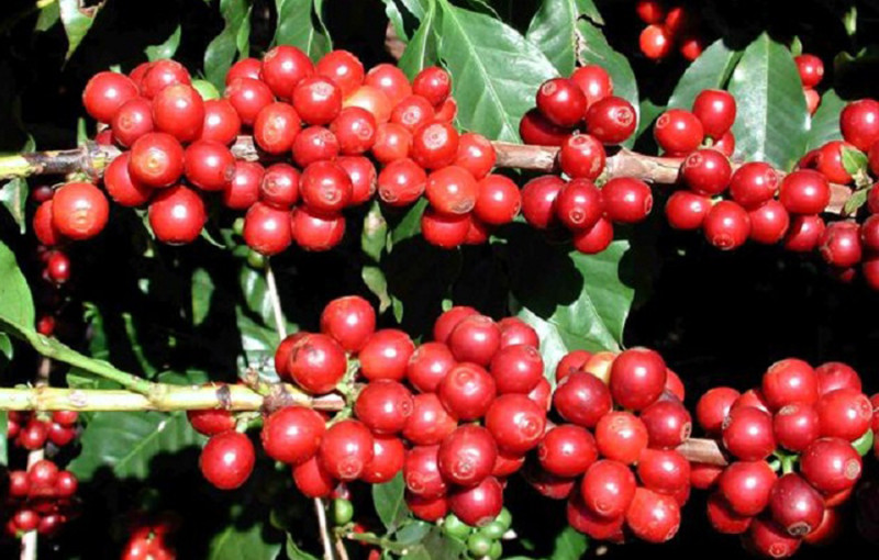 व्यावसायिक कफीखेतीमा भोजपुरका किसान