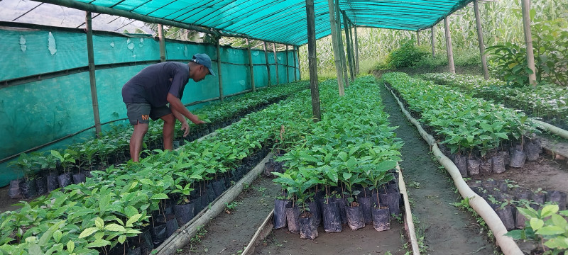 इलामका राजेशले कफीको बिरुवा बेचेरै साढे १३ लाख कमाए