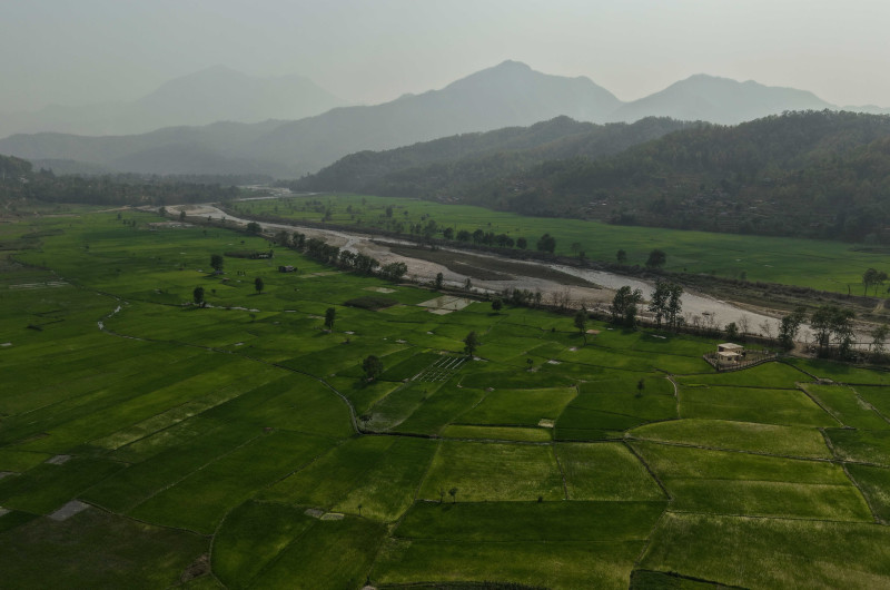 चैते धानले ढपक्कै दरौंदीका फाँट (तस्बिरसहित)