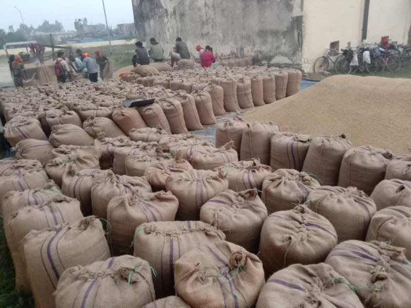 कैलालीमा गत वर्षभन्दा १७ हजार टनले घट्यो धान उत्पादन