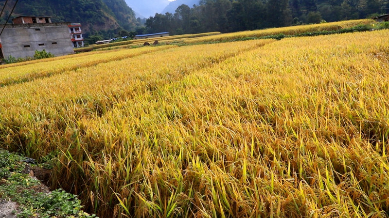 धानको उत्पादन घटेसँगै मूल्यमा पनि गिरावट