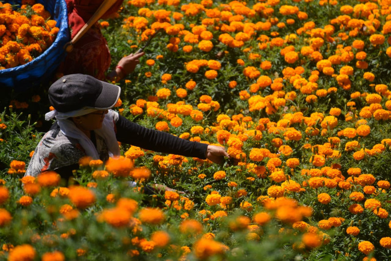 सेतो गुम्बाका किसान सयपत्री टिप्न व्यस्त (तस्बिरहरु)