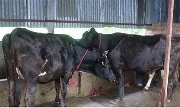 अज्ञात रोग फैलिँदा चङ्खेलीमा मर्न थाले पशु