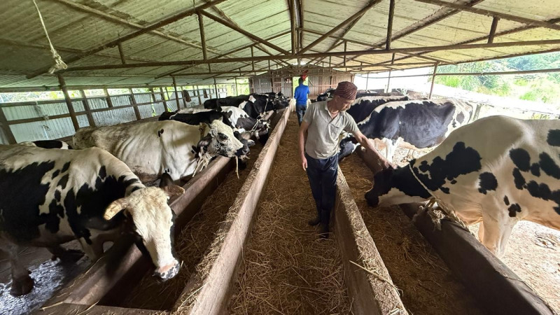 गाईपालनबाट इलामका गोपालले गाउँमै कमाउँछन् मासिक साढे ३ लाख 