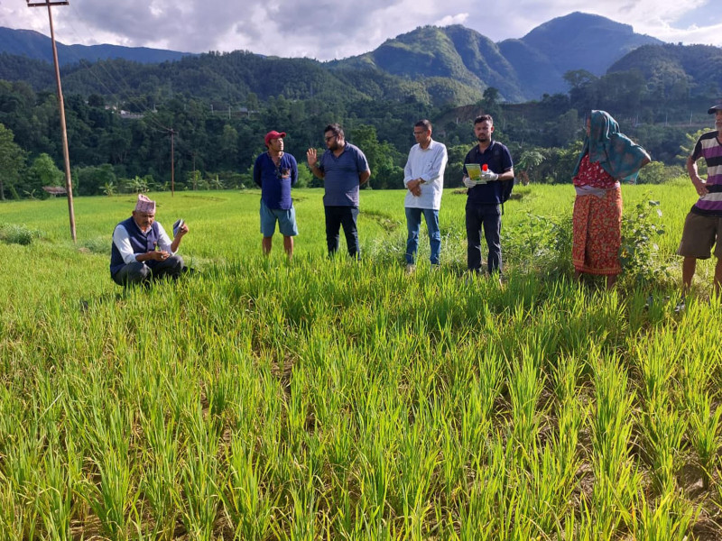 एकहजार फाँटकोे धानबालीमा मरुवा रोगको समस्या