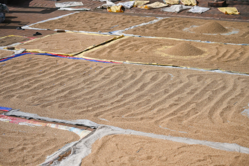 कीर्तिपुरका किसानलाई धान सुकाउने चटारो (तस्बिरहरू)