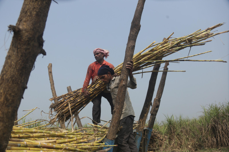 बाराका किसानलाई उखु काट्न चटारो (तस्बिरहरु)