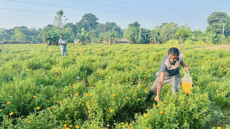 विदेश छोडेर गाउँ फर्किएका महतोकाे फूलखेतीबाट वार्षिक २५ लाख आम्दानी