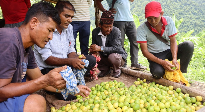 मलेसियाबाट फर्किएका दिपककाे लाेभलाग्दाे कागतीखेती, मनग्य आम्दानी 