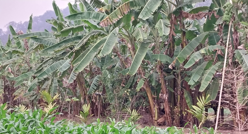 किसान सूचीकरण गर्दै माडी नगरपालिका