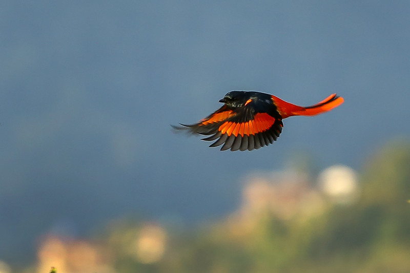 पोखरामा देखिएको लामपुच्छ्रे रानीचरी (तस्बिरहरु)