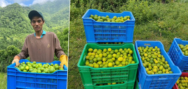कागतीले बजार नपाउँदा निराश बने किसान