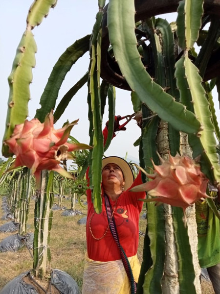  ड्रागन खेतीमा रमाएकी कल्पना, कमाउँछिन् वार्षिक १२ लाख रुपैयाँ