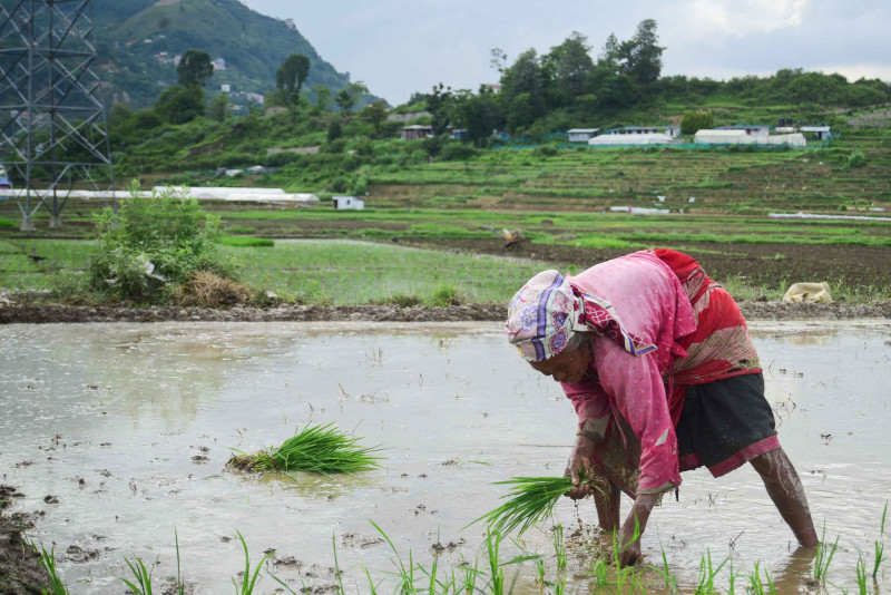 गण्डकीमा ७९ हजार बढी हेक्टरमा रोपाइँ