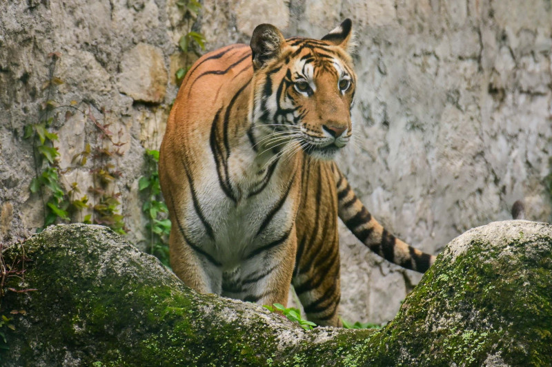 बाँकेमा पाँच थान क्यामेरा जडान गरेर मान्छे मार्ने बाघको खोजी