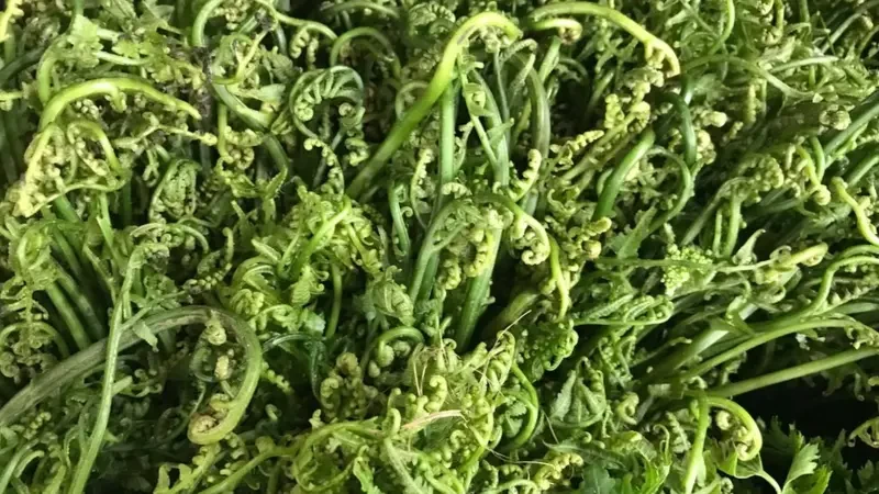 निगुरो बिक्रीबाट आत्मनिर्भर बन्दै सरिता, दैनिक सयौँ आम्दानी