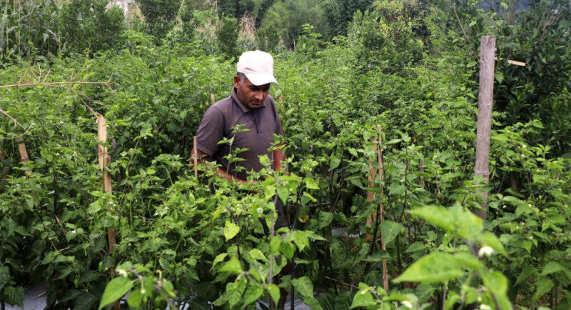 विदेश छाडेर गाउँमै कुमारकाे लाेभलाग्दाे खुर्सानीखेती, लाखाैं आम्दानी 