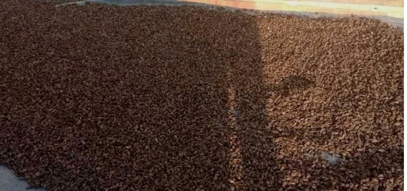 बढ्याे अलैँचीको मूल्य, किसान उत्साहित