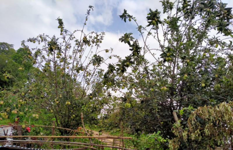 स्याङ्जाको चराङमा परीक्षणका लागि लगाइएकाे स्याउ फल्यो लटरम्म 