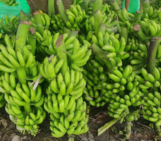 नेपाली केरा दसैं, तिहार र छठलाई पर्याप्त, आयातमा रोक लगाउन माग