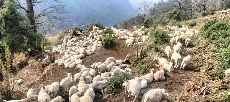 चट्याङ लागेर मरे ४० वटा भेडा