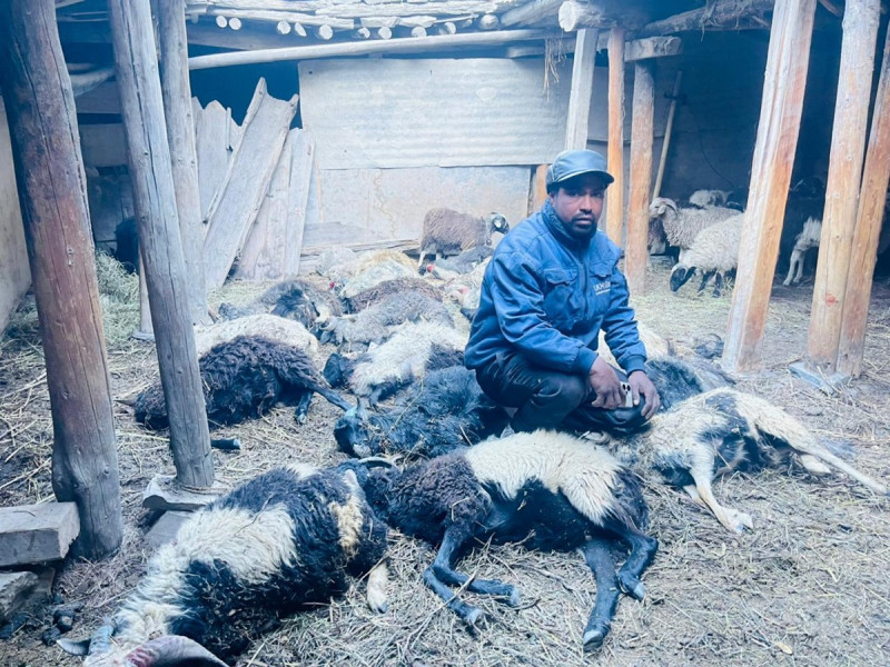 मुस्ताङमा खोरमै पसेर हिउँ चितुवाले मार्‍यो १९ भेडाच्यांग्रा, करिब ६ लाखको क्षति