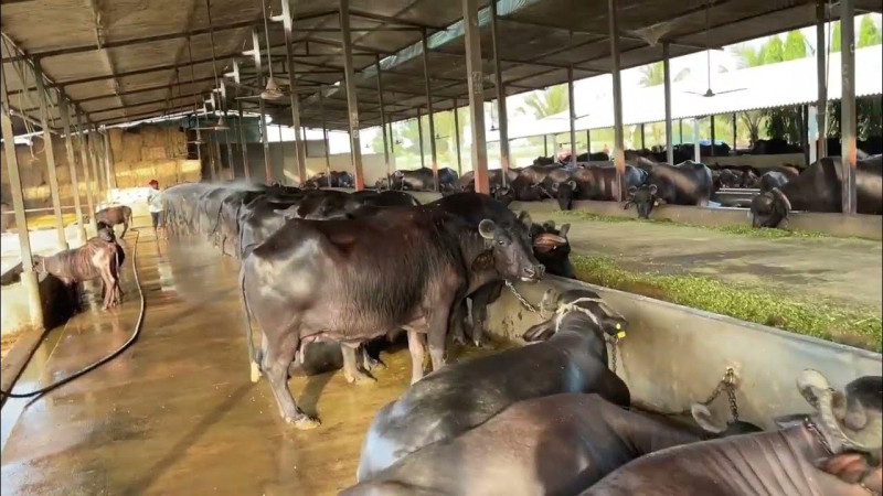 राँगाभैंसीको संख्यामा अविश्वसनीय घटबढकाे तथ्यांक, के भन्छन् सरोकारवाला?