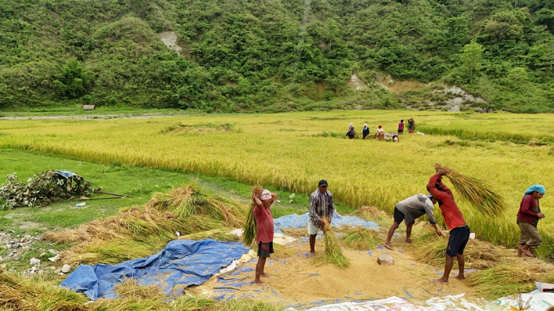 गण्डकीमा घट्दै बर्खे धान खेती, घरघडेरीले नासिए उब्जाउ जमिन