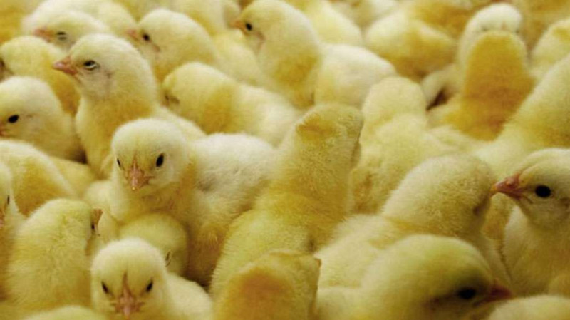 मागभन्दा उत्पादन बढी भएपछि ह्याचरी उद्योगद्वारा चल्ला उत्पादन बन्द