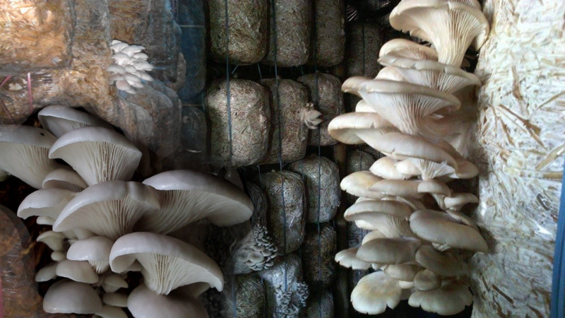 आन्तरिक उत्पादनले माग धान्न नसकेर वार्षिक २३ करोडको च्याउ आयात